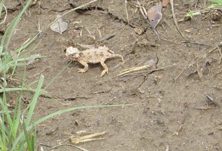 Several Released Texas Horned Lizards Survive Into Brumation