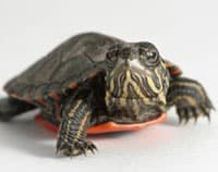Baby Turtle Ban Still Buoyant