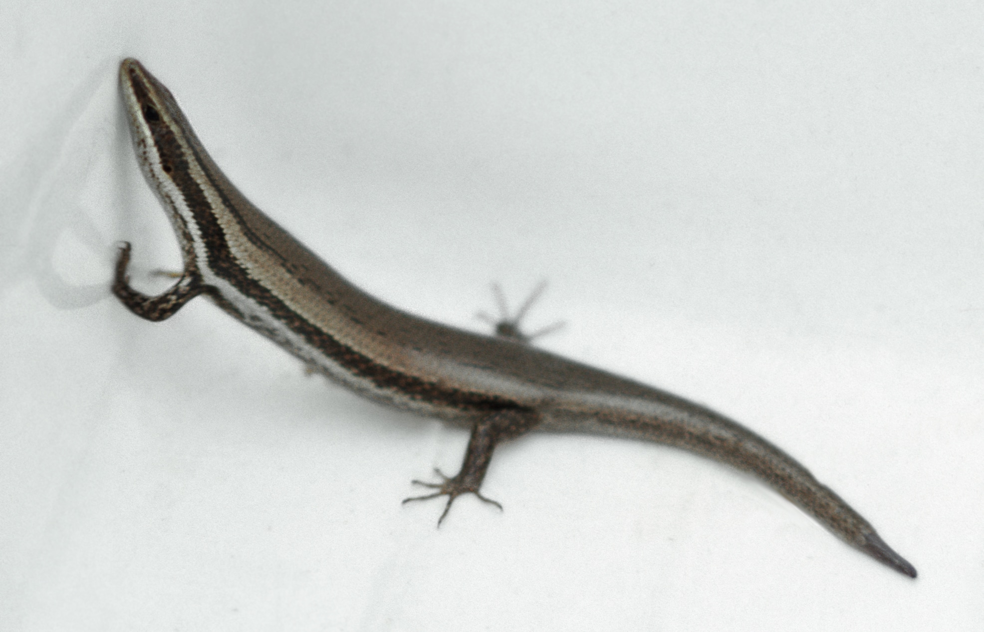Trump Administration Sued For Failing To Protect 8 Skink Species