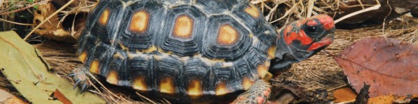 Red Foot Tortoise