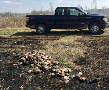 Missouri Wildfire Leads To Dump Site Of 163 Dead Turtles