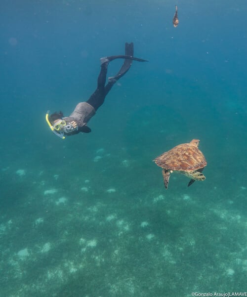 Philippine Researchers Employ Lasers And Cameras To Better Study Sea Turtles