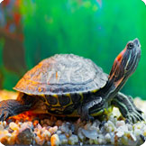 Turtle & Tortoise Species Profiles