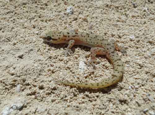 Kingdom Of Qatar Commissions Lizard Study