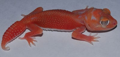 Breeder’s Choice – Knob-Tailed Gecko