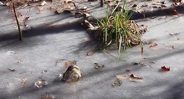 American Alligators Thumb Their Nose At Freezing Temperatures American Alligators Thumb Their Nose At Freezing Temperatures