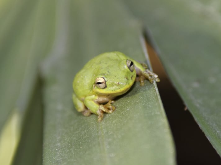 Man Rolls Down Car Window To Save Squirrel Tree Frog From Certain Death