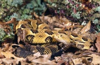 Venomous Snake Handling Pentecostal Minister Dies From Rattlesnake Bite