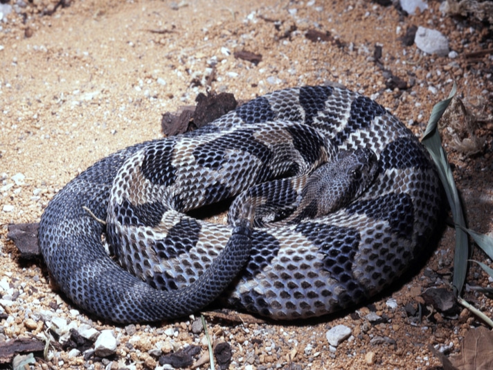 West Virginia Man Arrested For Illegal Possession of 17 Rattlesnakes