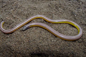Two Herpetologists Discover Four Legless Lizard Species In California