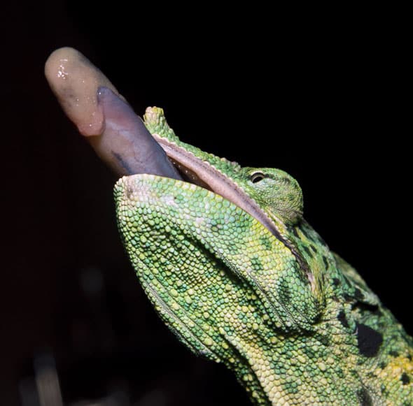 Expert Care for the Meller’s Chameleon Expert Care for the Meller’s Chameleon