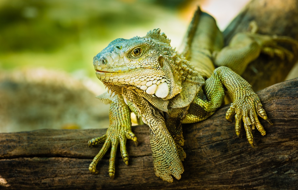 Iguana Lifespan And Proper Care