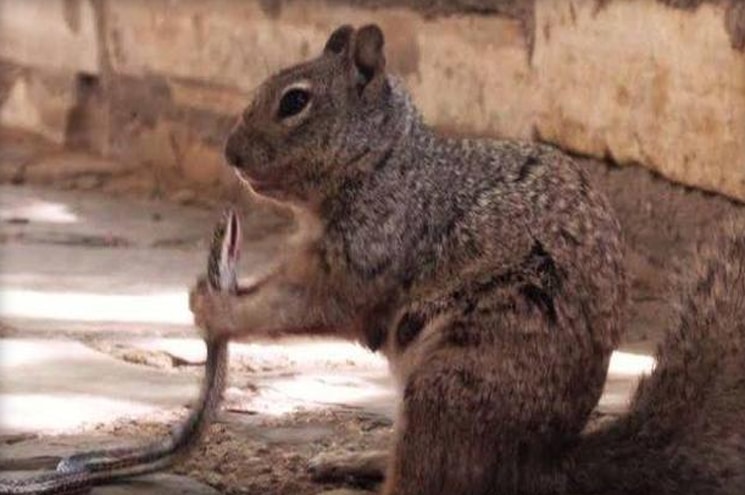 Squirrel Kills And Eats Snake In Texas