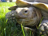 African Spur-Thighed Tortoise Walks Away From Chicago Area Barbeque