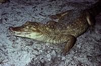 Spectacled Caiman