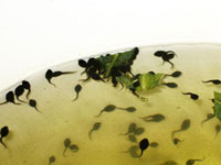 American Toad Tadpoles