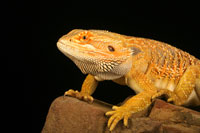 bearded dragon 