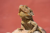 bearded dragon basking