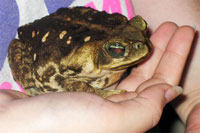 Cane Toad