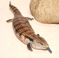 Blue-Tongued Skink