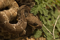 red diamondback rattlesnake 