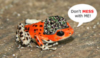 strawberry dart frog