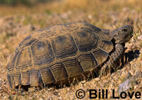 Desert tortoise (Gopherus agassizii) by Bill Love