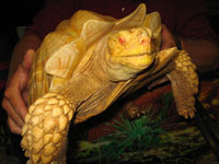 Albino Sulcata Tortoise