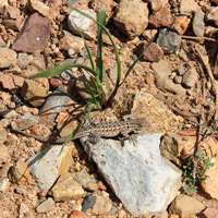 Western Fence Lizard