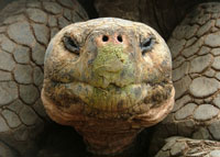 Galapagos Tortoise