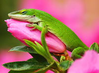 green anole lizard