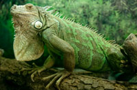 Green Iguana