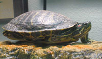 Helmut the Red-Eared Slider Basking