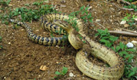 Jamaican Yellow Boa