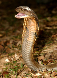 King Cobra