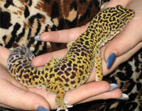 Leopard Gecko