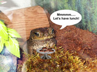 Mr. Munchy the cane toad