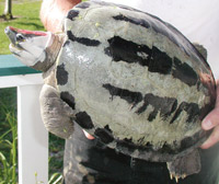 Painted Terrapin