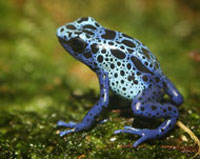 Name Your Poison (Frog, That Is)