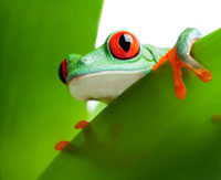 red-eyed treefrog