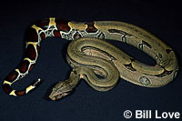 Red-Tailed Boa Constrictor