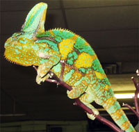 reptile show chameleon