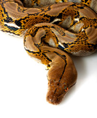 Reticulated Python