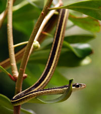 ribbon snake