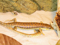 Schneider's Skinks