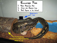 ball python cage escape