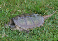 Snapping Turtle