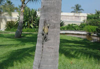 Spiny tailed iguana