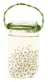 tadpoles in a jar