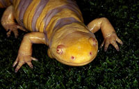 Tiger Salamander